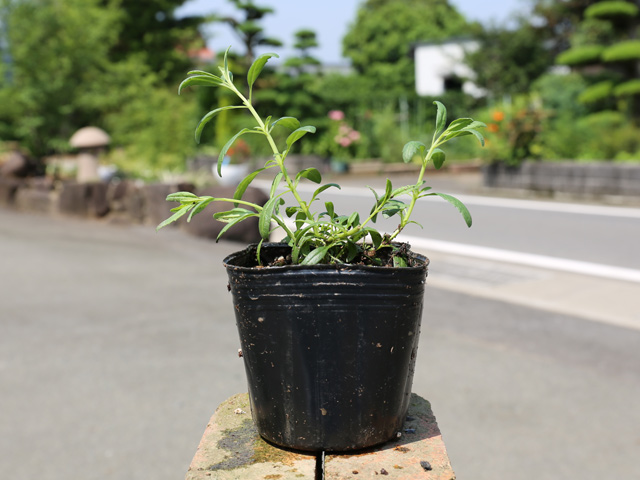 ヒソップ苗