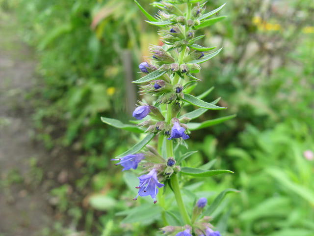 hyssop2