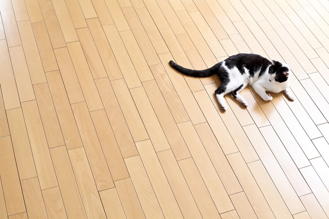 床暖房でくつろぐ猫