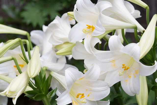 ユリの花