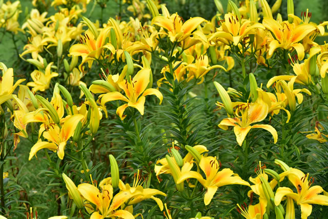 ユリの花