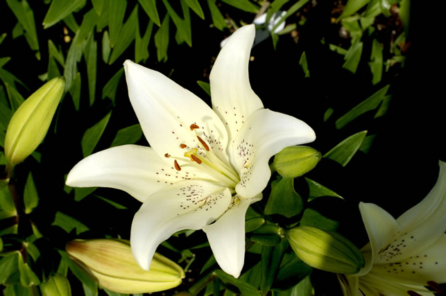 ユリの花