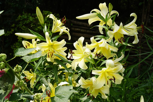 ユリの花