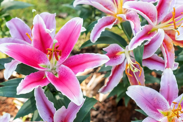 ユリの花