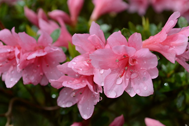 雨に濡れたサツキ